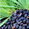 Saw Palmetto Extract - Exurol Composition